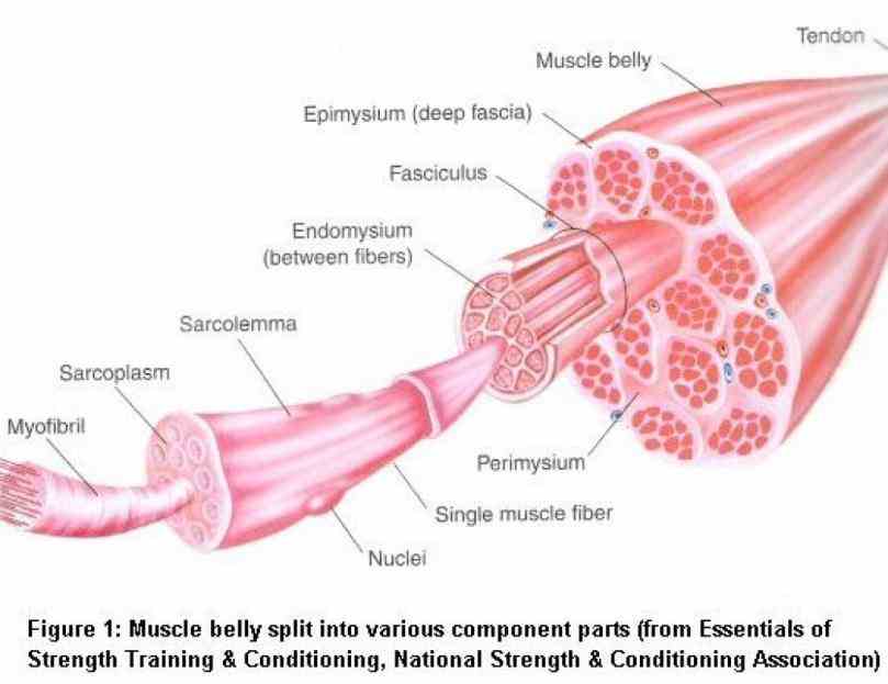 Anatomy Of Muscle Tissue Pictures Wallpapers