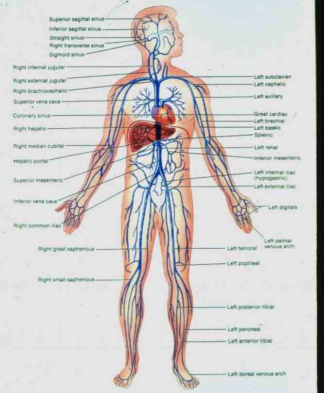 nails epidermis cartilages and cornea larger trunks usually occupy most  all Arteries And Veins Of Human Body Anatomy the