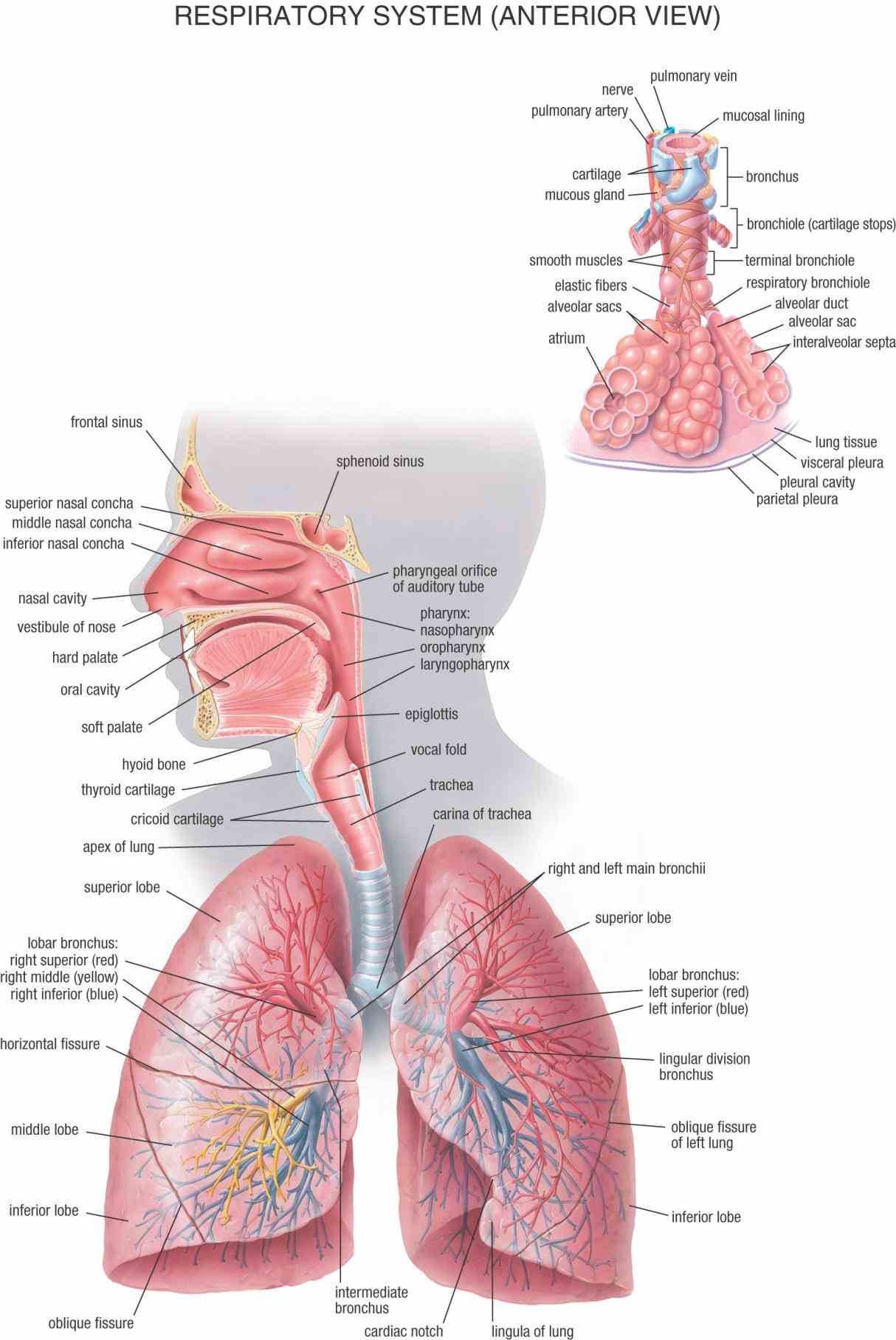 Anatomy Of The Pulmonary System Pictures Wallpapers