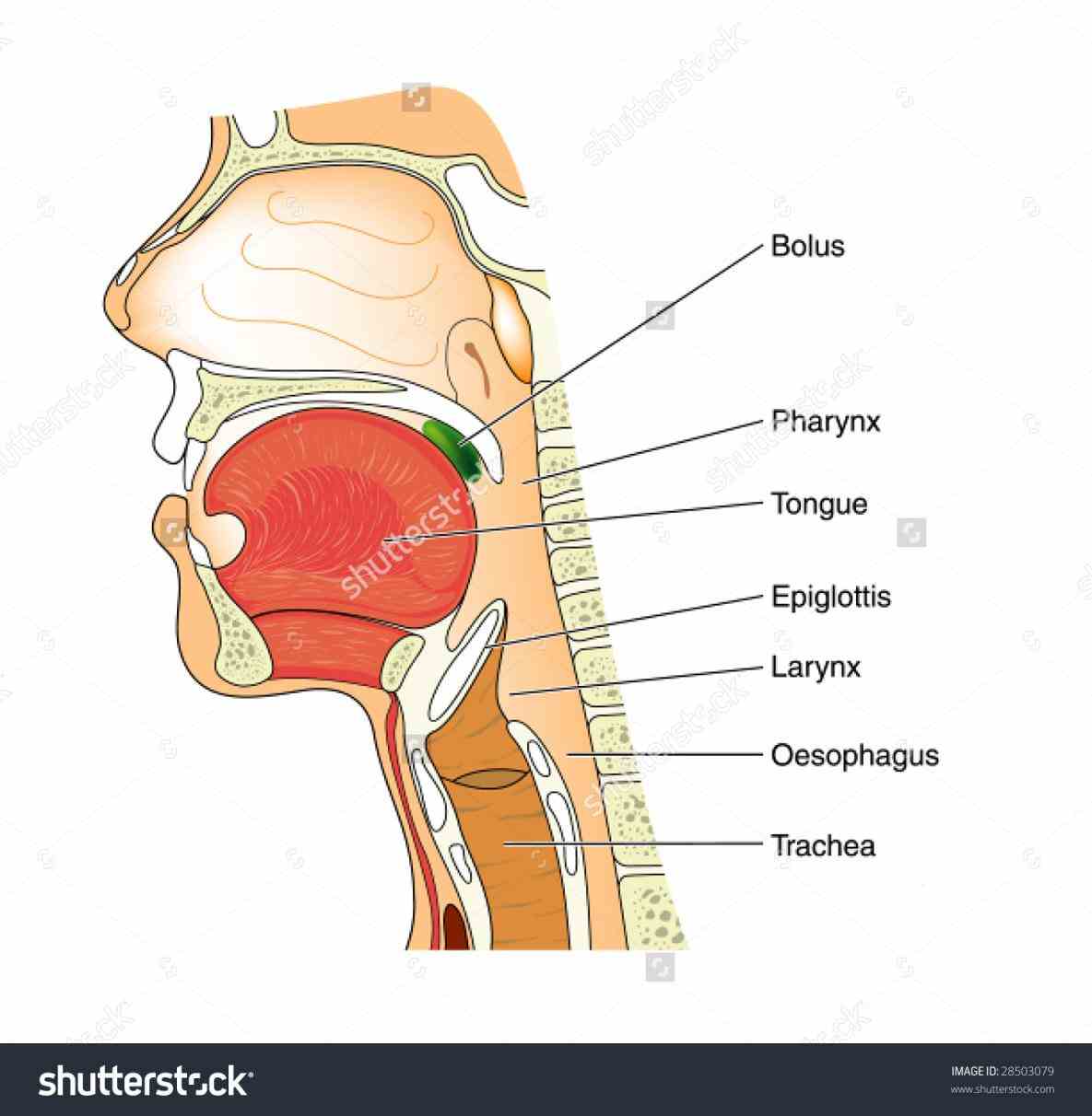neck anatomical illustration major structures digestive system part the  lymph Labeled Illustration Head And Neck Diagram nodes head and