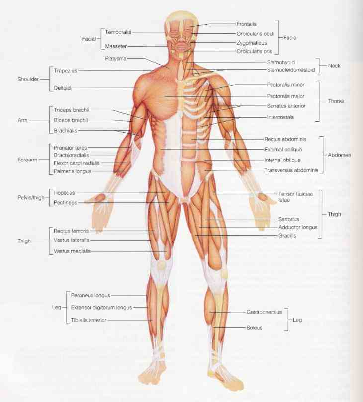 needed to hold a body upright or balanced in any position also prevent excess movement of  this Anatomy Of