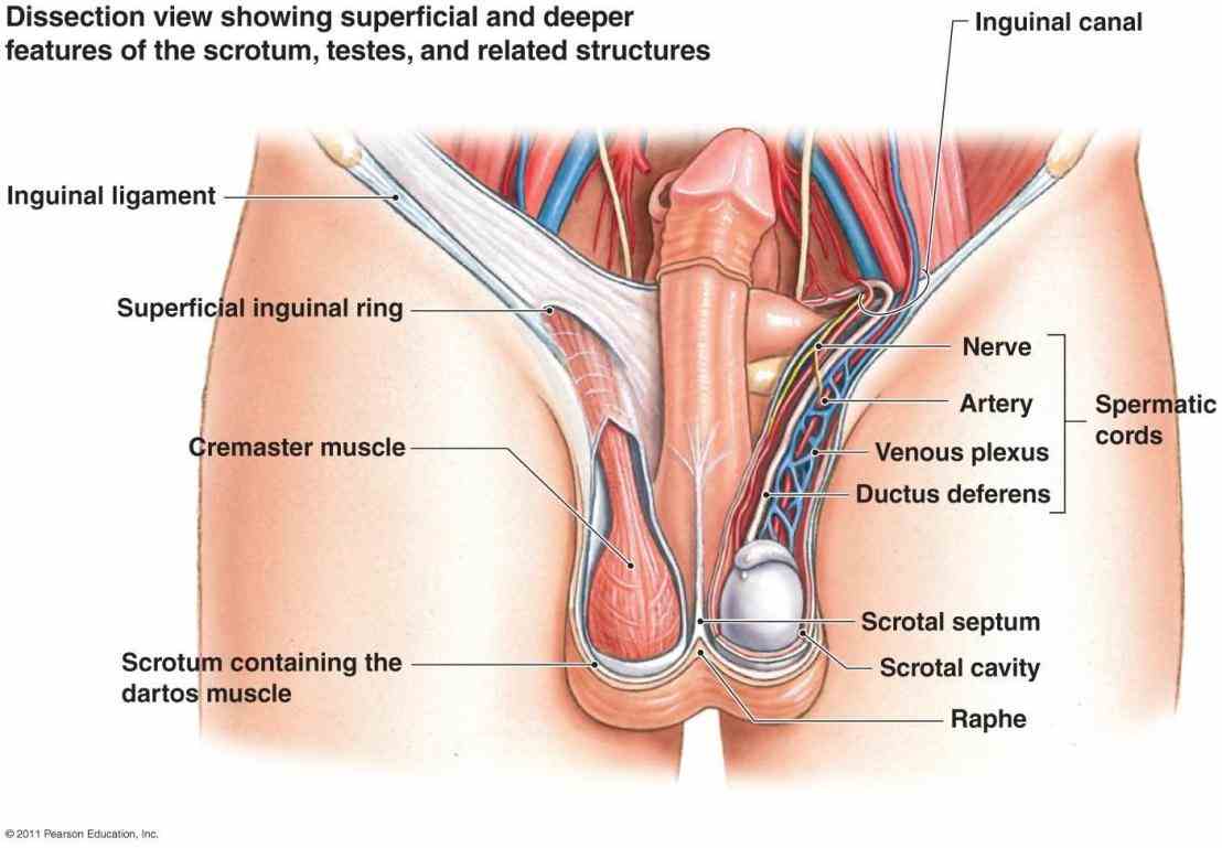 Reproductive System Learn About Anatomy And Physiology