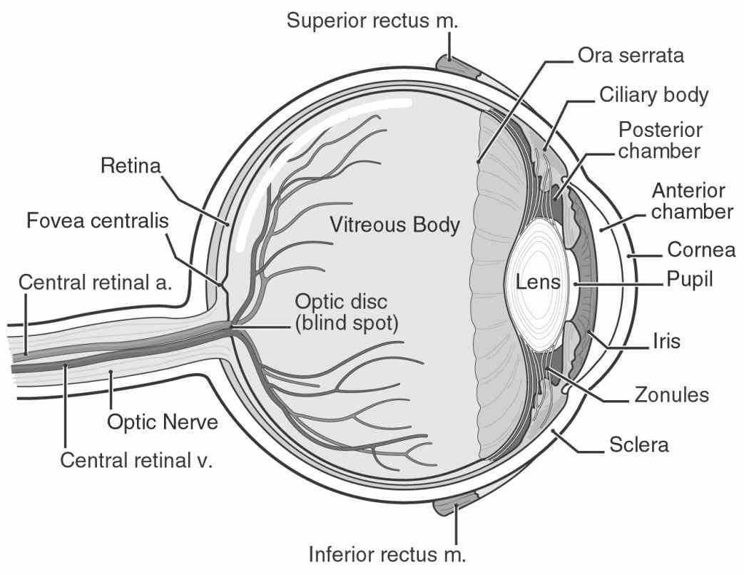 nih and federal governments lead agency for  structure Diagram Of The Human Eye of the human eye illustrated and