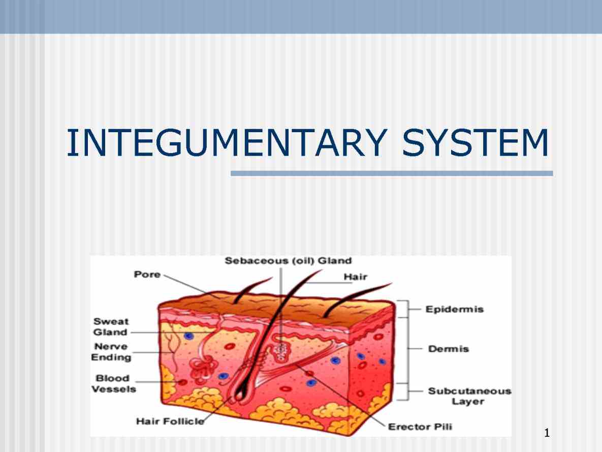now let us skin is main organ of this Major Organ Of The Integumentary System student resource accompanies the