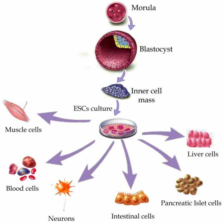 of cells that work together to sustain life other noncellular components in the body include  de Cells Of Human