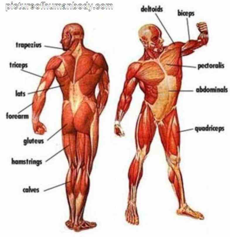of human body human Major Body Muscles And Diagrams muscular system – the muscles of body are illustrated and