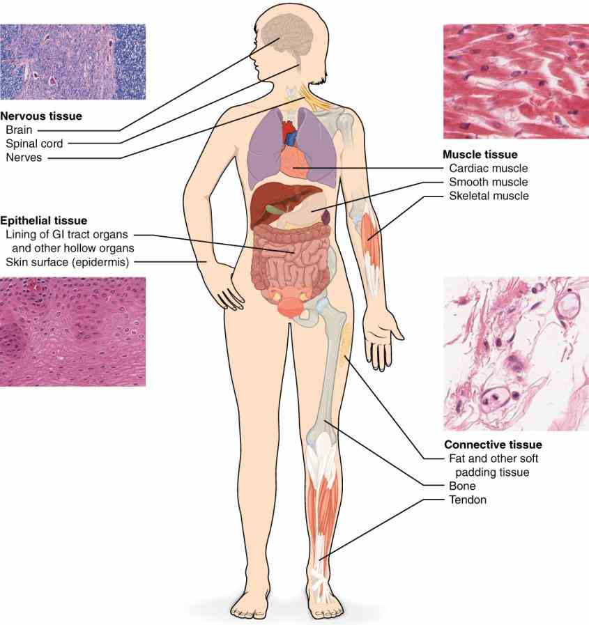 of mouth and nose anus develop ectoderm learn Epithelial Tissues And Their Functions Anatomy more about characteristics of epithelial