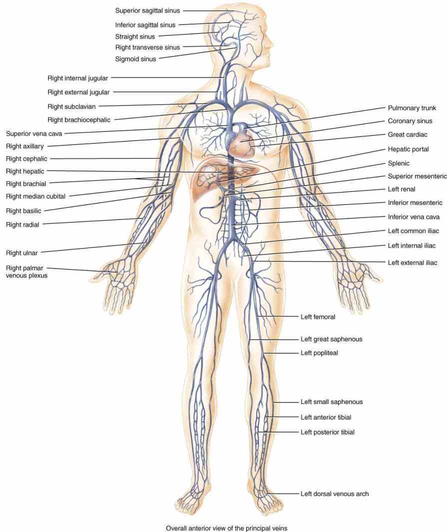 of organ systems that work with one we will briefly discuss major functions each system below major Major System
