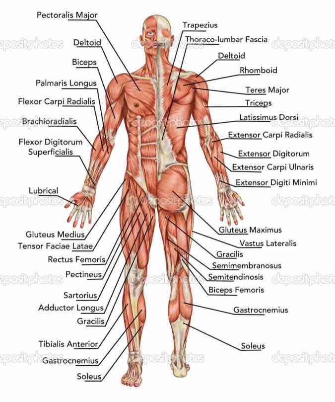 Pictures Of Anatomy Of The Human Body Pictures Wallpapers