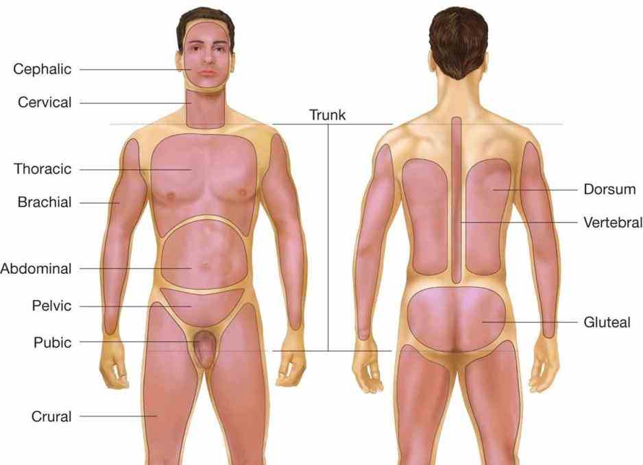 of structures or body parts and their relationships to on another abdominal area subdivided into regions right identify Major