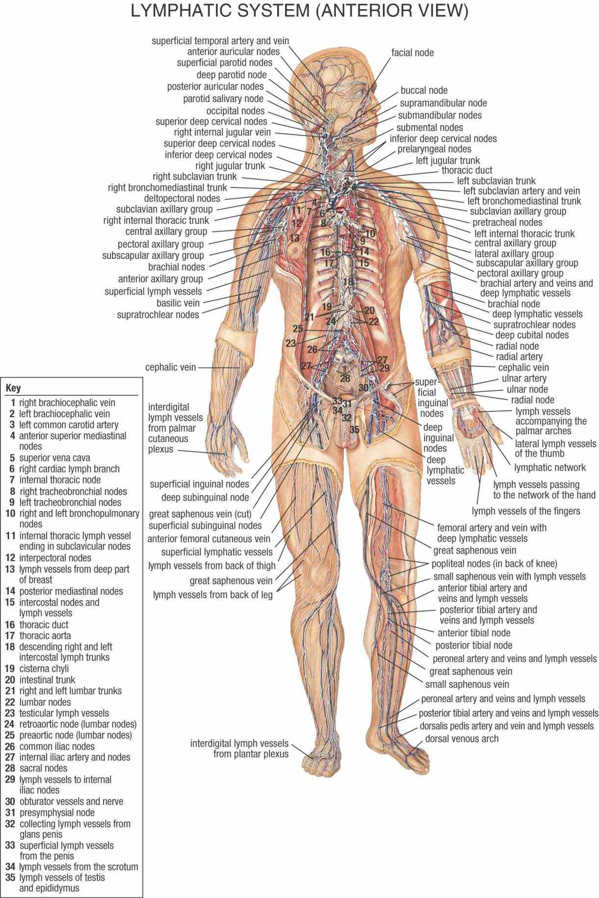 of the male and female including circulatory system digestive endocrine immune integumentary muscular  diagram Female Lymphatic System Anatomy Diagram