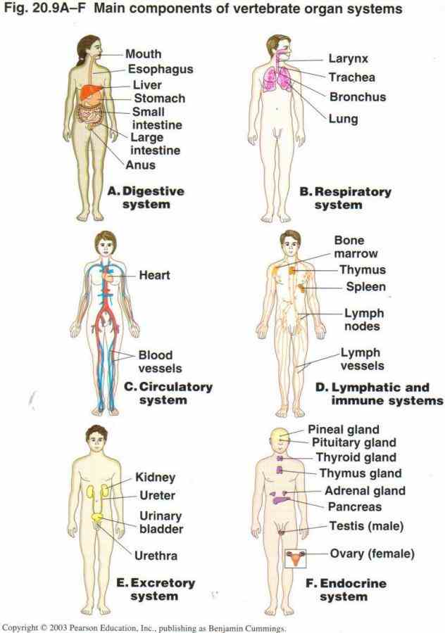 Pictures Of The Human Body Organ Systems Pictures Wallpapers