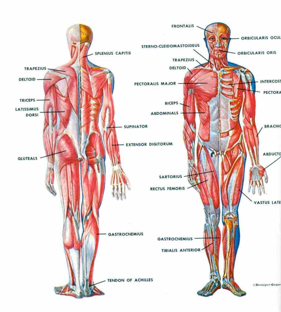 on how the organs and different body systems function there is muscles in human following list of all the 
