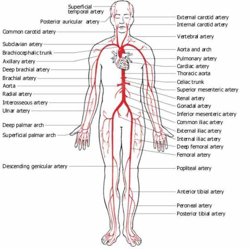 on pancake man biol a&p arteries Anatomy Arteries And Veins and veins that feed the heart clinical anatomy for