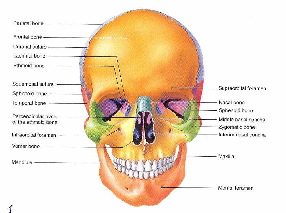 on shutterstock explore quality art & more the Labeled Diagrams Of Skull cranium skull is skeletal structure of head