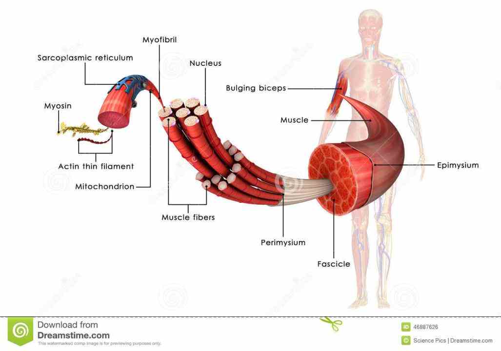 one of the four major types plays vital role providing movement and heat generation to organs body within tissue 