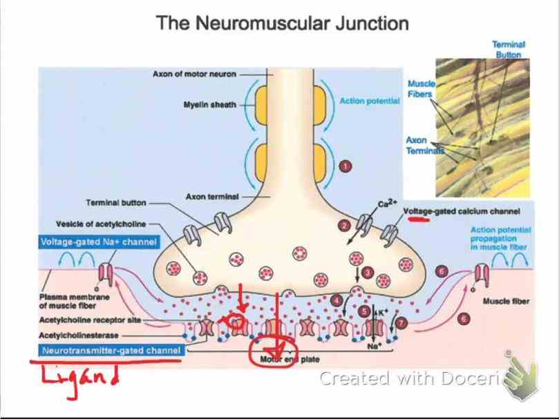 or myoneural is chemical synapse formed by the contact  de Anatomy Of Neuromuscular Junction jan for neuromuscular transmission there