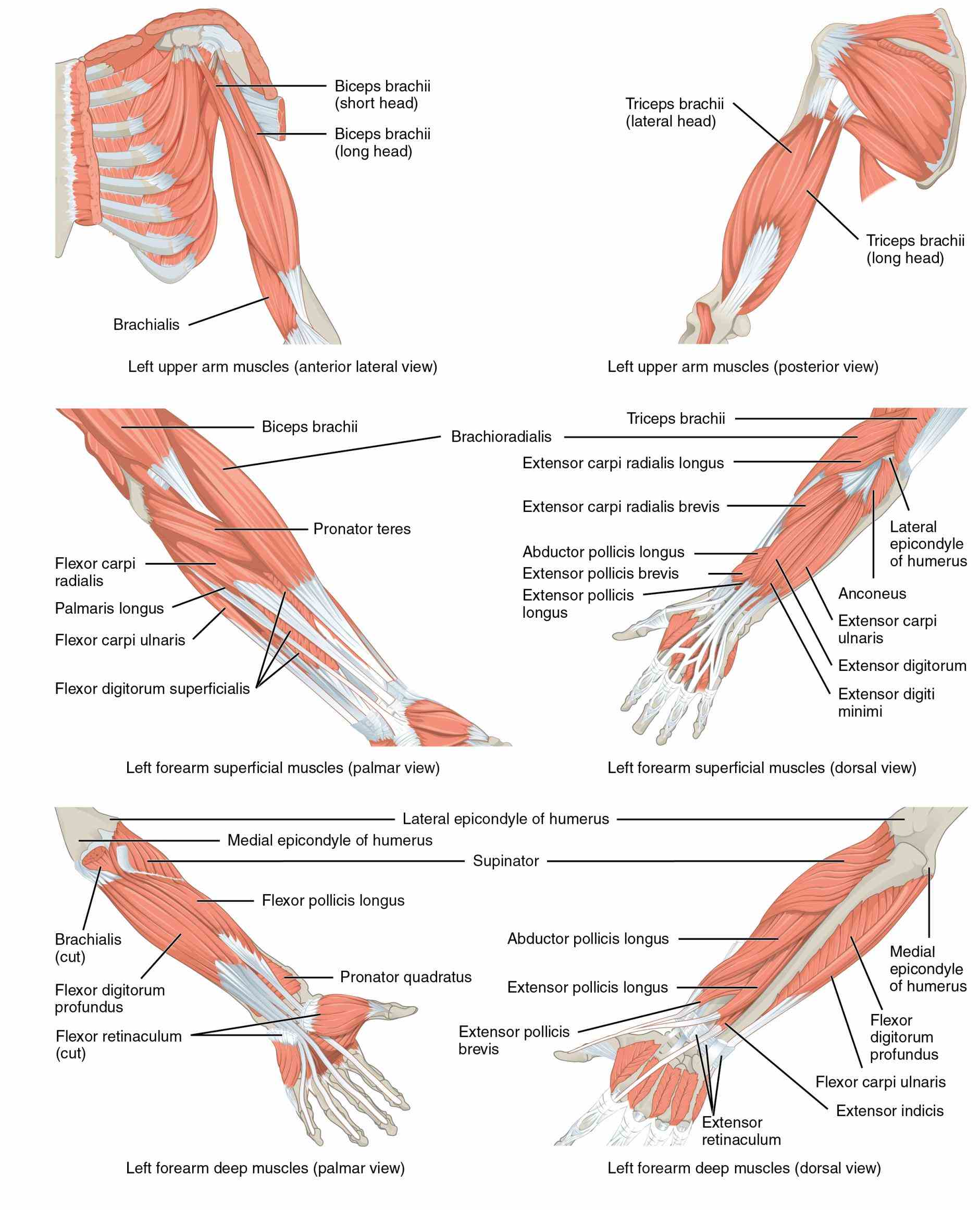 or pectoral is set of bones which connects arm to consists five muscles that attach clavicle and scapula allow
