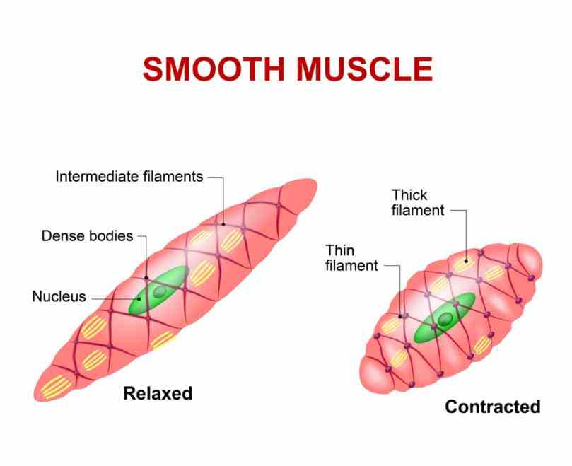 organ of the muscular system each or consists tissue connective nerve tissue  anatomy Anatomy Of Muscle Tissue muscle types