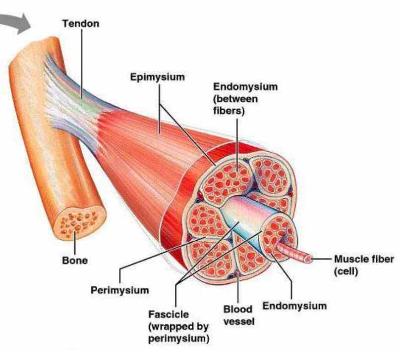 organ of the muscular system each or consists tissue connective nerve tissue  the Anatomy Of Skeletal Muscles bestknown feature