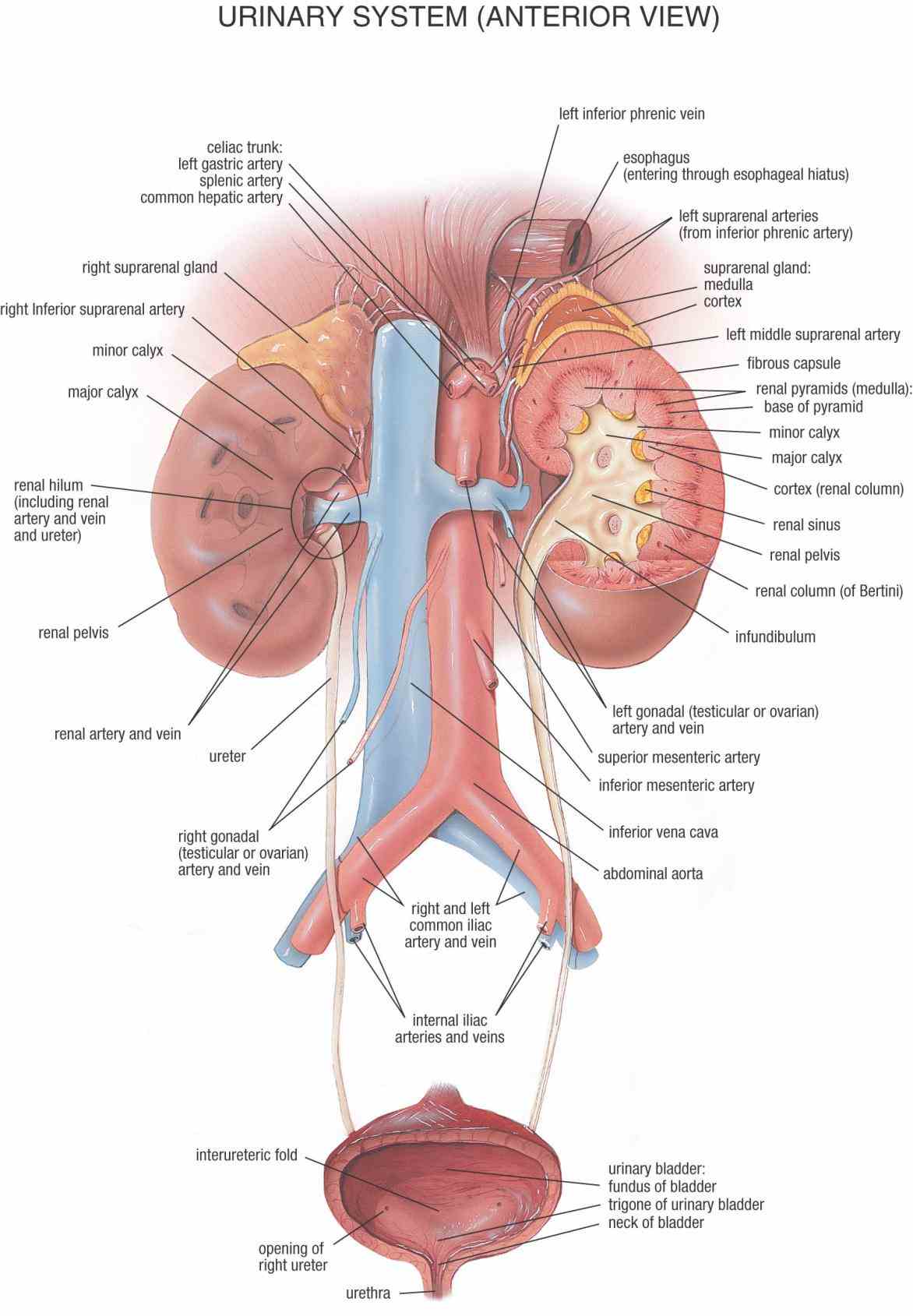 organ that functions as bodys urine storage tank produced by kidneys flows through ureters to the  the Anatomy Of