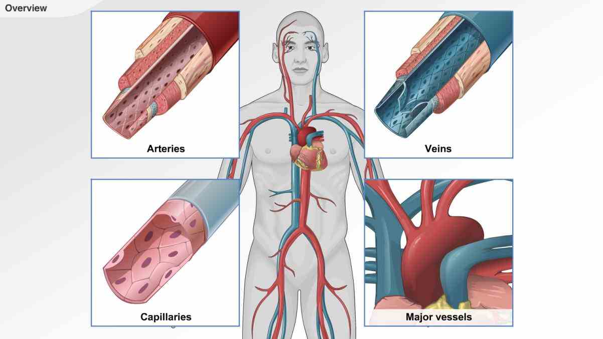 Кровеносная система артерии вены капилляры
