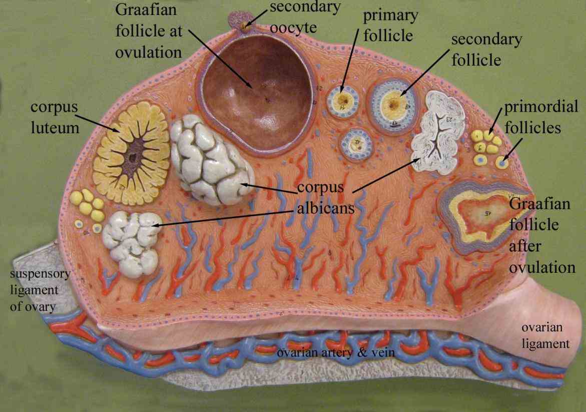 organs include i ovaries where the  ir Labeled Structure Of Ovary para structure the ovary is an ovumproducing reproductive