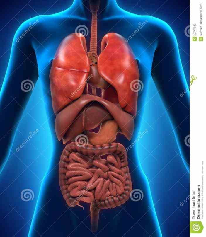 Images Of Human Body Systems Pictures Wallpapers