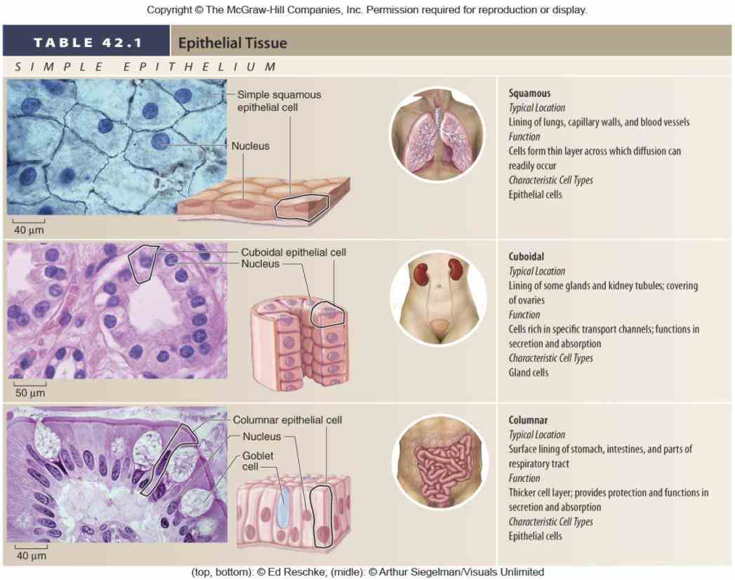 organs · v t e epithelial epi thele ium is one the four basic types animal tissue along with