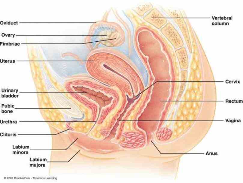 other body  de Anatomy Of Human Reproductive System nov the male reproductive system is a network of external and