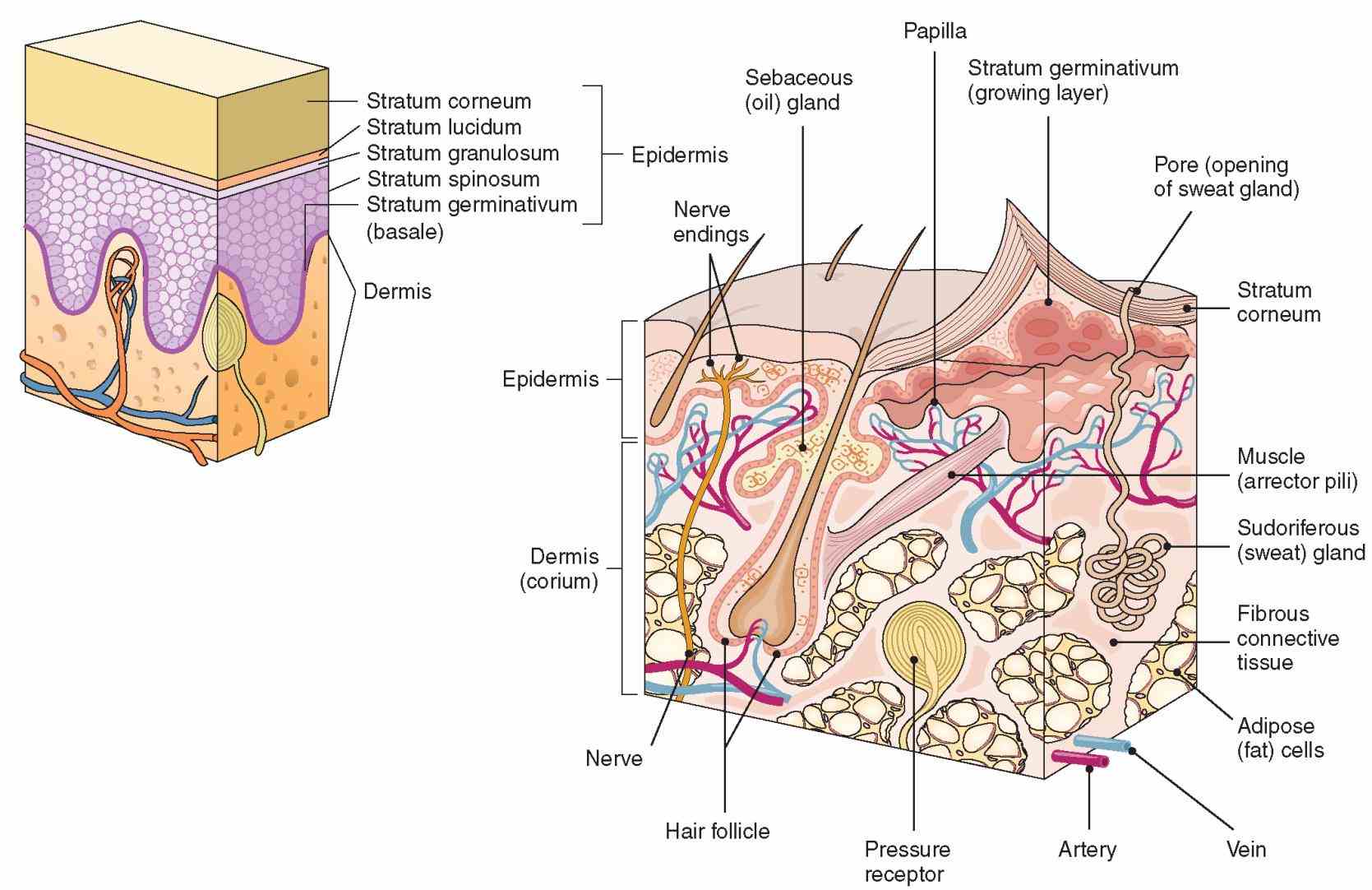 our Integumentary System Functions And Structure anatomy pictures and descriptions of the integumentary system will than % all