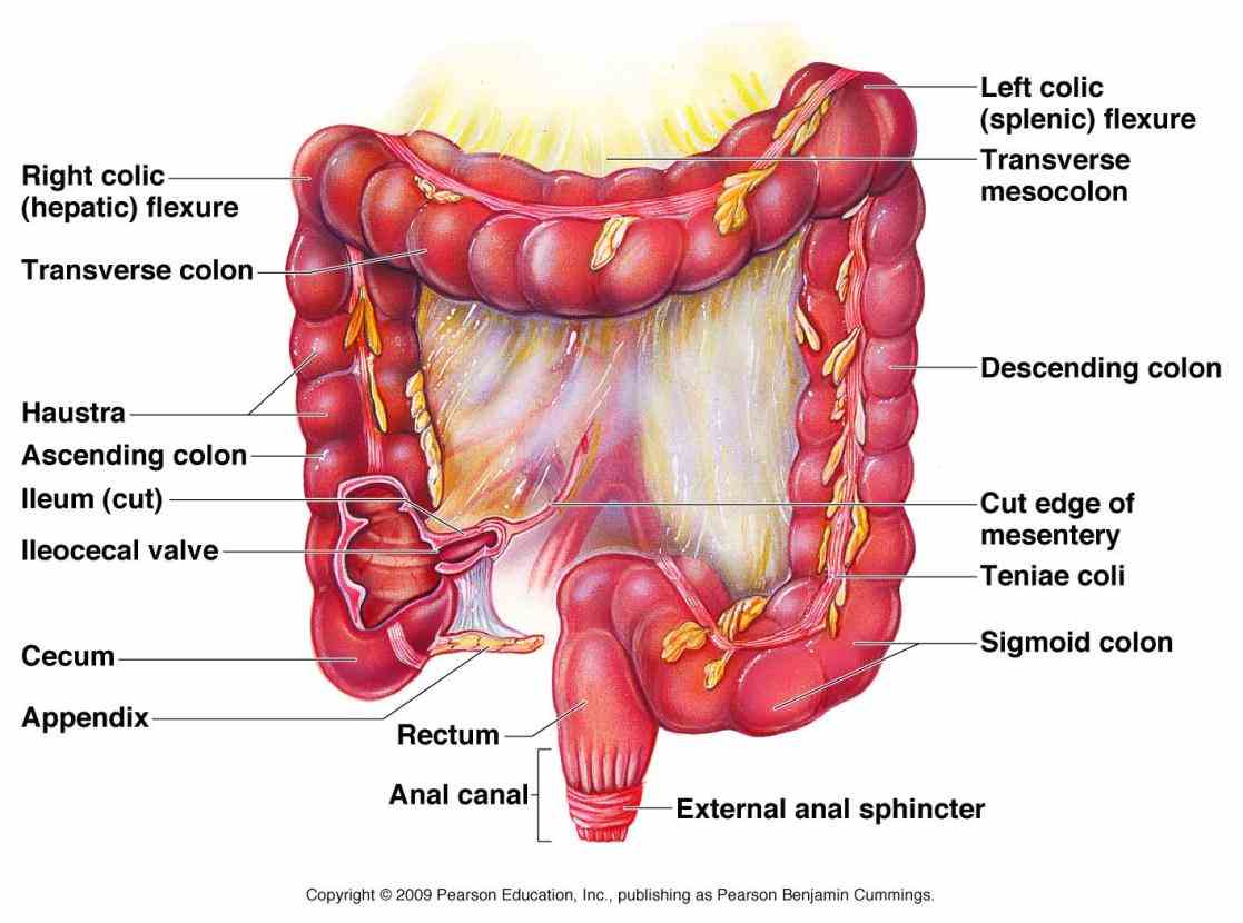 outwards mucosa anatomy Layers Of Digestive Tract Anatomy & histology of the alimentary canal cross section digestive tract longitudinal