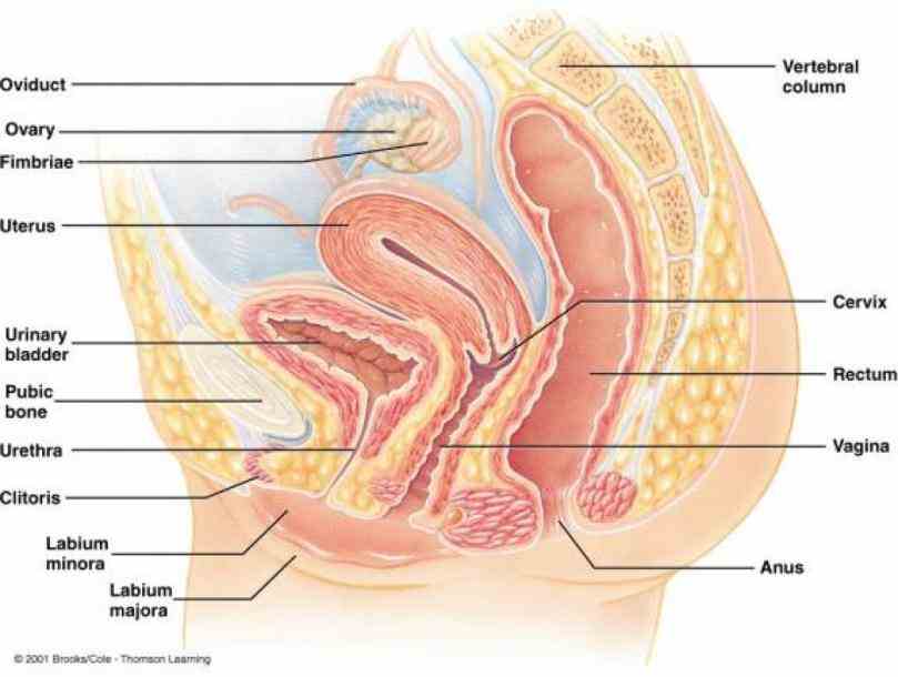 ovaries following is how figure should be labeled e fallopian tube d ovary c female Labeled Structure Of Ovary