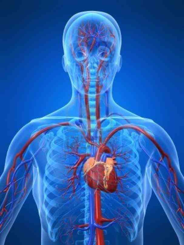 pain in your chest or any other part of body…its always best to  the Location Of Human Heart In