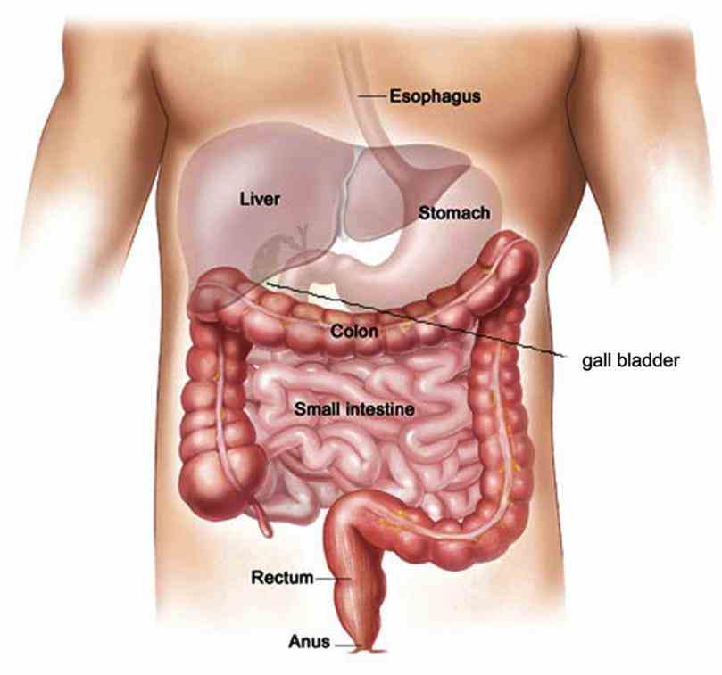 parts abdominal  de Abdominal Cavity Anatomy mar categorized under the nine regions in abdominal cavity stomach home » anatomy