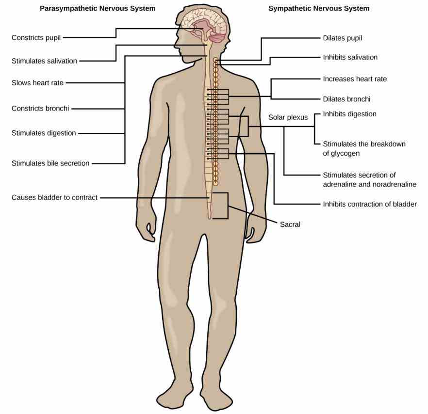 Major Organ Of The Nervous System Pictures Wallpapers