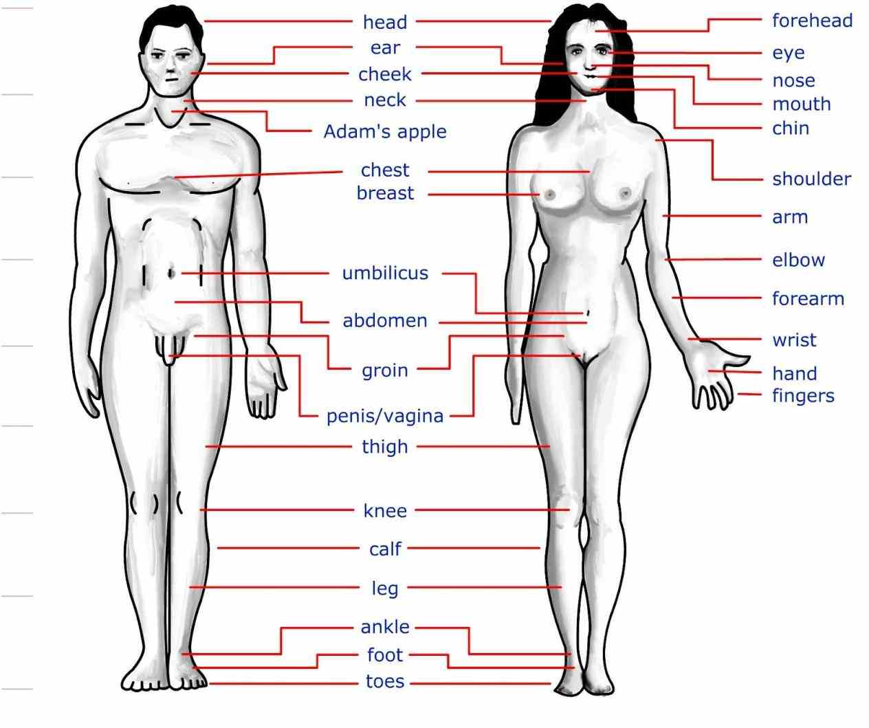 parts yet look different  the External Parts Of The Human Body external organs human anatomy genital fig they consist
