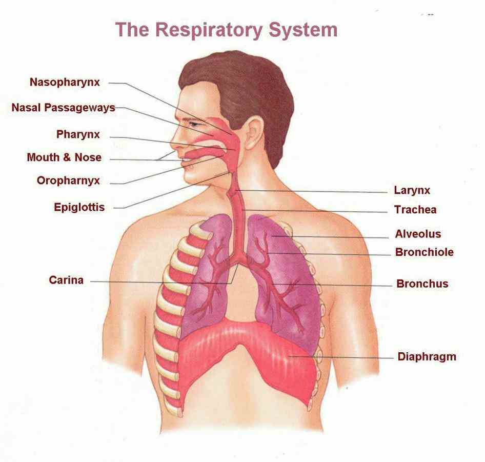 Anatomy Of The Pulmonary System Pictures Wallpapers