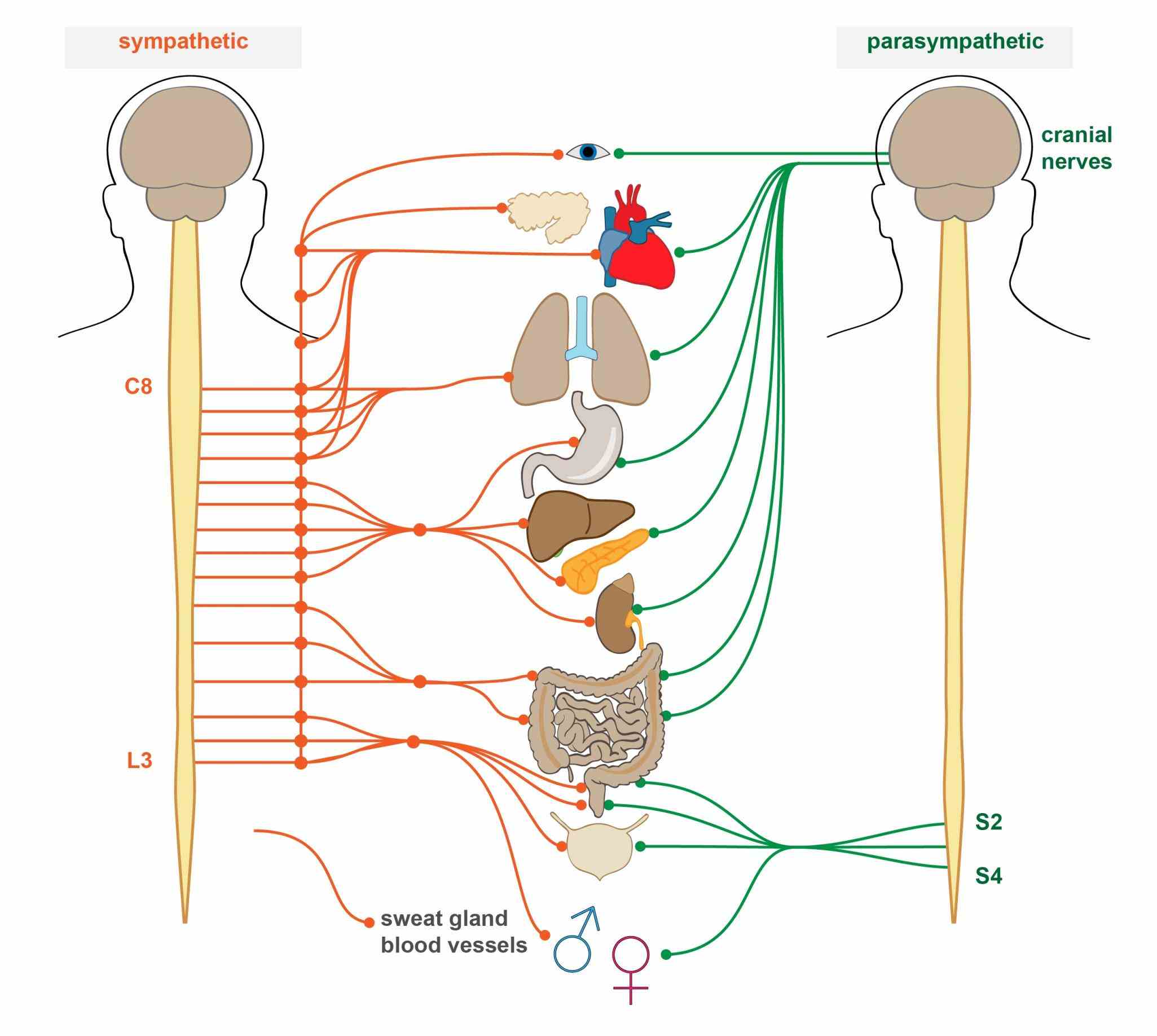 Anatomy Of Autonomic Nervous System | MedicineBTG.com