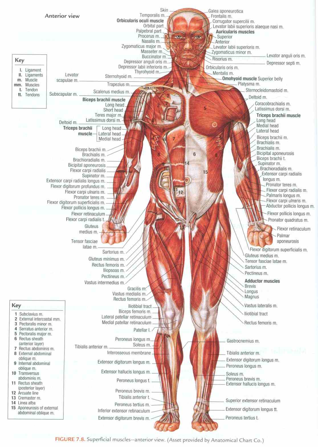 physiology photo chest  start Anterior Body Region Containing The Chest studying directional terms & body region anterior posterior learn