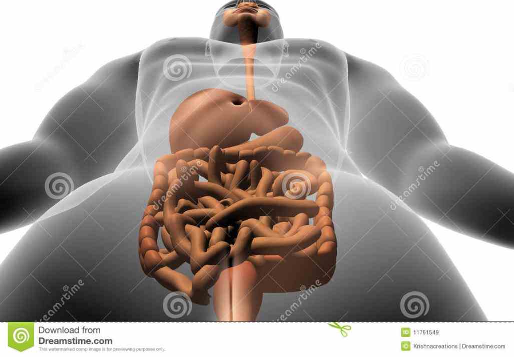 picture Image Digestive System Human Body of d image the human digestive system inside body stock photo images and