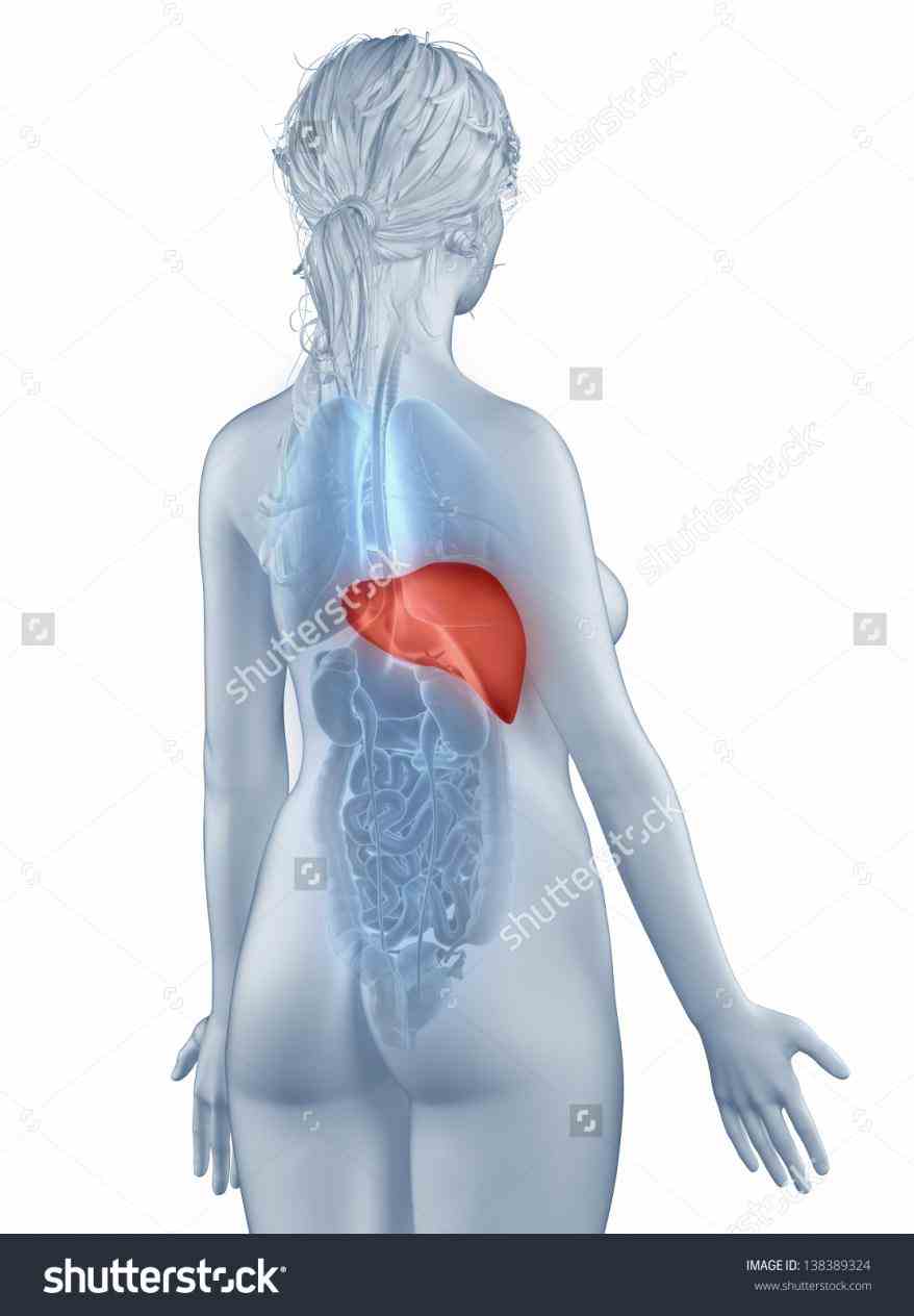 portocentrovenular axis within liver  the Anatomical Position Of The Liver liver is located in upper righthand portion of abdominal