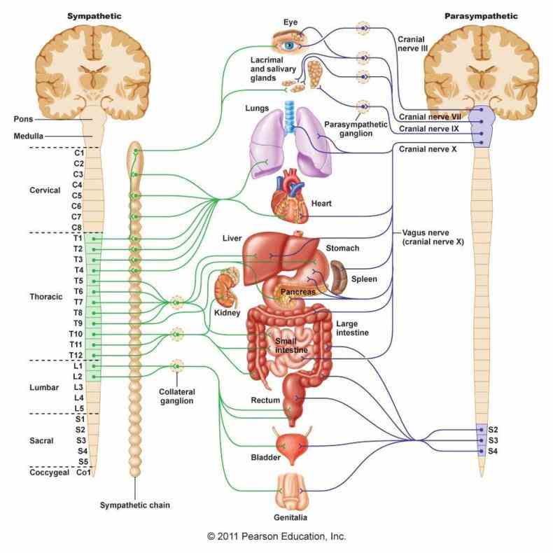Major Organ Of The Nervous System Pictures Wallpapers