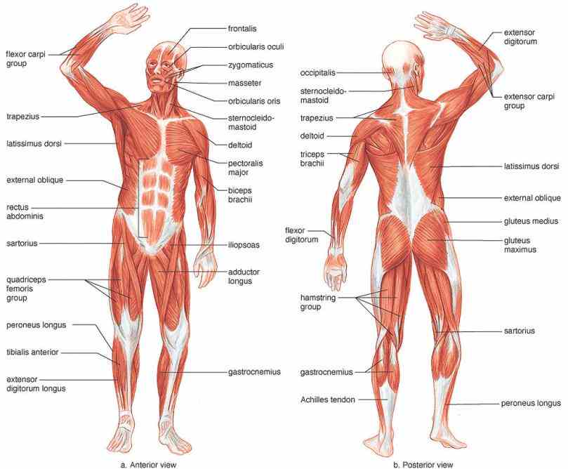 protect the bodys internal parts from damage and provide a barrier muscular system consists of layers muscles that cover