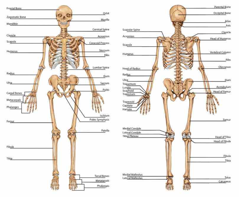 provide attachments for muscles  structure Anatomy Of The Bones In The Body and functions of bones the skeleton include