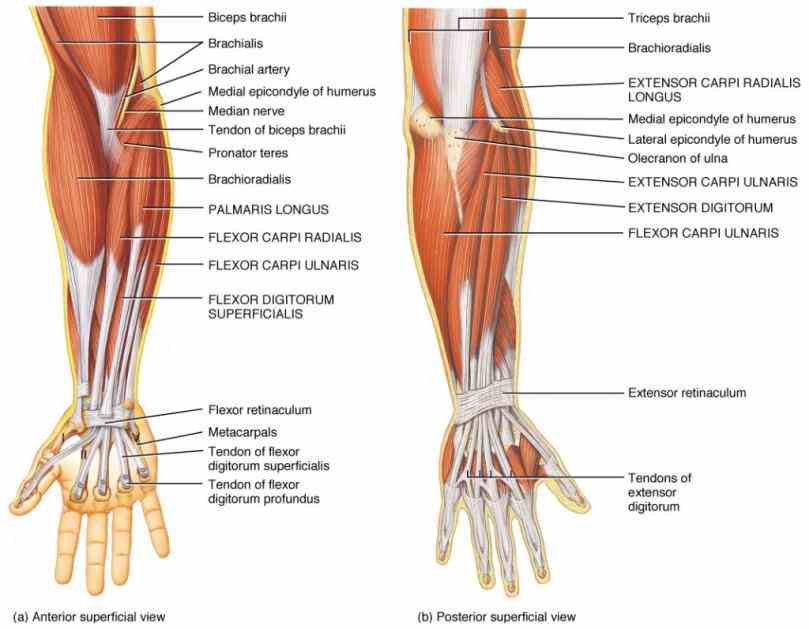 radius and carpus; anatomical region  rather Anatomy Of The Wrist Joint than a single joint the wrist is actually