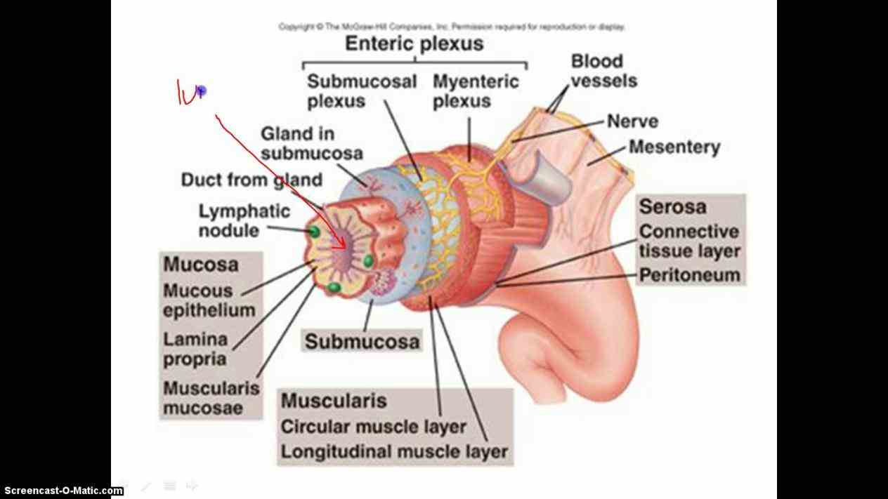 reading textbooks boundless anatomy and digestive system the Layers Of Digestive Tract Anatomy digestive tract from esophagus to anus