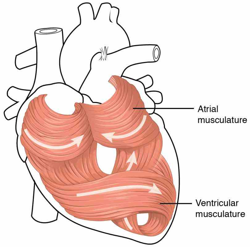 receive nervous stimulation from sinoatrial  the Muscles Of The Heart Are Called heart is a large muscular organ that
