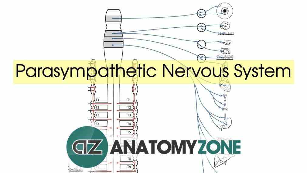Anatomy Sympathetic Nervous System Pictures Wallpapers