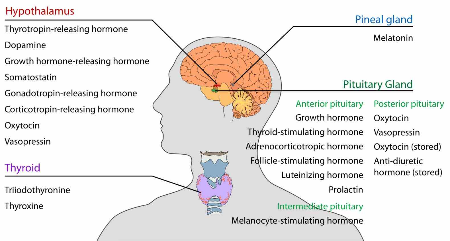 release hormones permitting them to act in concert respond changes the body maintain stability homeostasis de Endocrine System Functions